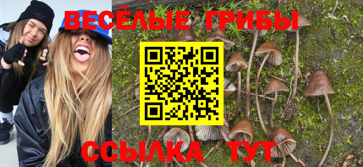 Псилоцибиновые грибы Psilocybe  Вход с VPN  Михайловск  Псилоцибиновые грибы мицелий 